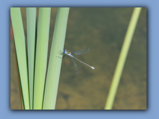 Emerald Damselfly at the new pond on the southern boundary of Hetton House Wood. 1st August 2022 2.jpg